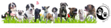 groupe_chiens_pour_agenda