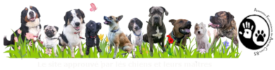 newgroupe-de-chiens